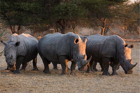 White rhinoceros (Ceratotherium simum), Kalahari, Botswana, Africa Stock Photo - Premium Royalty-Free, Code: 6119-09101871