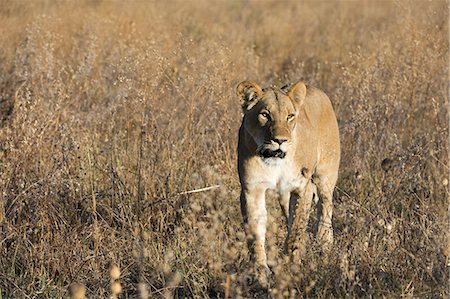 simsearch:841-09086396,k - Lion (Panthera leo), Savuti, Chobe National Park, Botswana, Africa Stock Photo - Premium Royalty-Free, Code: 6119-09101875