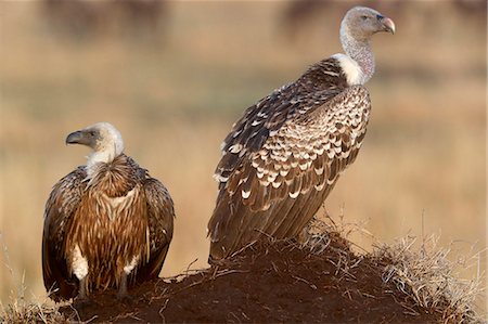 simsearch:841-09256862,k - Flying white-backed vulture (Gyps africanus), Masai Mara Game Reserve, Kenya, East Africa, Africa Stock Photo - Premium Royalty-Free, Code: 6119-09101885