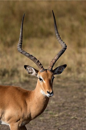 simsearch:6119-09101758,k - Impala (Aepyceros melampus), Masai Mara National Reserve, Kenya, East Africa, Africa Fotografie stock - Premium Royalty-Free, Codice: 6119-09101897