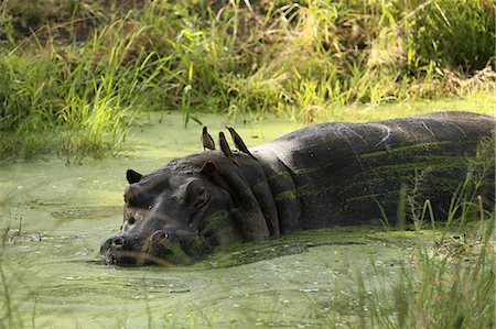 simsearch:6119-09101876,k - Hippopotamus immersed in water, Kruger National Park, South Africa, Africa Stock Photo - Premium Royalty-Free, Code: 6119-09101896