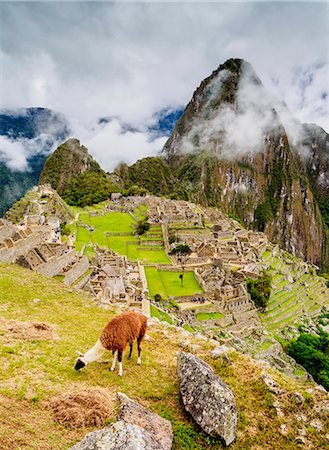 Llama in Machu Picchu, UNESCO World Heritage Site, Cusco Region, Peru, South America Stock Photo - Premium Royalty-Free, Code: 6119-09101805