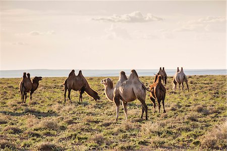 simsearch:6119-09101832,k - Camels grazing, Ulziit, Middle Gobi province, Mongolia, Central Asia, Asia Photographie de stock - Premium Libres de Droits, Code: 6119-09101825