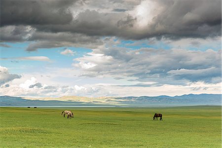 simsearch:841-05796524,k - Horses grazing on the Mongolian steppe under a cloudy sky, South Hangay, Mongolia, Central Asia, Asia Stockbilder - Premium RF Lizenzfrei, Bildnummer: 6119-09101838