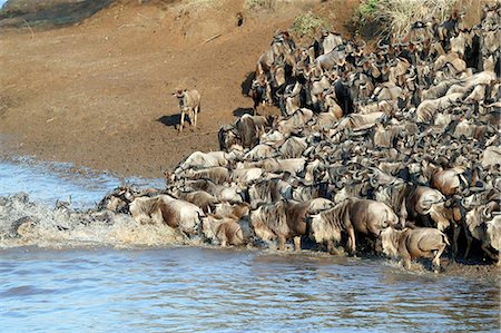 simsearch:6119-09170154,k - Herd of migrating wildebeest (Connochaetes taurinus) crossing Mara River, Masai Mara Game Reserve, Kenya, East Africa, Africa Foto de stock - Sin royalties Premium, Código: 6119-09101901