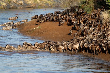 simsearch:841-08421398,k - Herd of migrating wildebeest (Connochaetes taurinus) crossing Mara River, Masai Mara Game Reserve, Kenya, East Africa, Africa Foto de stock - Sin royalties Premium, Código: 6119-09101902