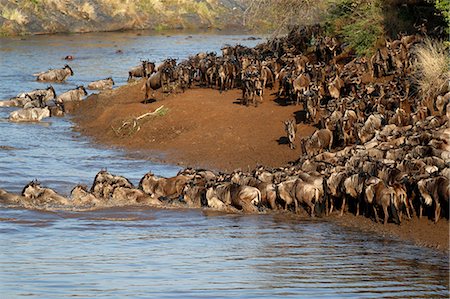 simsearch:862-05998389,k - Herd of migrating wildebeest (Connochaetes taurinus) crossing Mara River, Masai Mara Game Reserve, Kenya, East Africa, Africa Photographie de stock - Premium Libres de Droits, Code: 6119-09101902