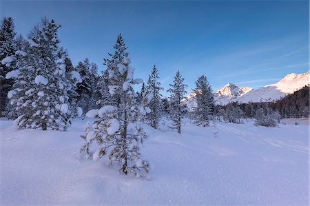 Snow covered trees, Lej da Staz, St. Moritz, Engadine, Canton of Graubunden (Grisons), Switzerland, Europe Photographie de stock - Premium Libres de Droits, Code: 6119-09126945