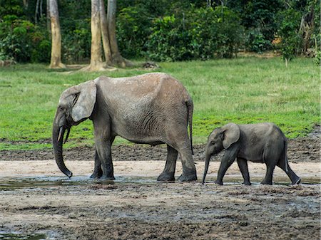 elephant standing - African forest elephant (Loxodonta cyclotis) with baby , Dzanga Bai, UNESCO World Heritage Site, Dzanga-Sangha Special Reserve, Central African Republic, Africa Stock Photo - Premium Royalty-Free, Code: 6119-09126953