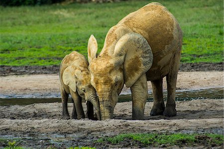 elephant front - African forest elephant (Loxodonta cyclotis), Dzanga Bai, UNESCO World Heritage Site, Dzanga-Sangha Special Reserve, Central African Republic, Africa Stock Photo - Premium Royalty-Free, Code: 6119-09126952