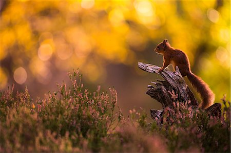 Red squirrel (Sciurus vulgaris) and autumnal colours, Cairngorms National Park, Scotland, United Kingdom, Europe Photographie de stock - Premium Libres de Droits, Code: 6119-09126957
