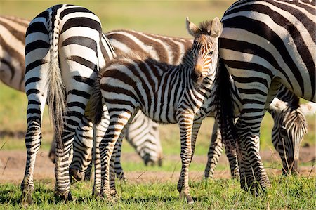 simsearch:649-09016820,k - Baby zebra, Masai Mara, Kenya, East Africa, Africa Foto de stock - Royalty Free Premium, Número: 6119-09126972