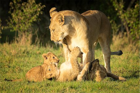 simsearch:841-09155209,k - Lioness with cubs, Masai Mara, Kenya, East Africa, Africa Stockbilder - Premium RF Lizenzfrei, Bildnummer: 6119-09126974