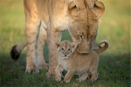 simsearch:6119-07452581,k - Lioness with cub, Masai Mara, Kenya, East Africa, Africa Foto de stock - Sin royalties Premium, Código: 6119-09126976