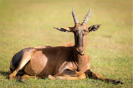 Topi, Masai Mara, Kenya, East Africa, Africa Photographie de stock - Premium Libres de Droits, Code: 6119-09126980