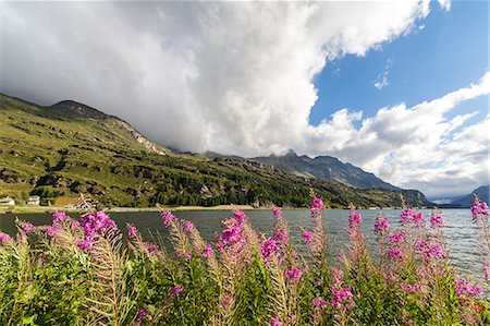 Epilobium wildflowers on lakeshore, Maloja Pass, Bregaglia Valley, Engadine, Canton of Graubunden (Grisons), Switzerland, Europe Photographie de stock - Premium Libres de Droits, Code: 6119-09126917
