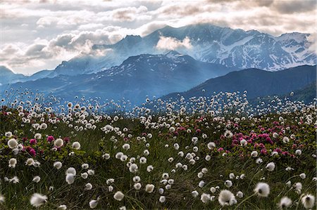 rhododendron - Rhododendrons and cotton grass, Maloja, Bregaglia Valley, Engadine, Canton of Graubunden (Grisons), Switzerland, Europe Photographie de stock - Premium Libres de Droits, Code: 6119-09126916
