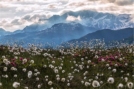 simsearch:6119-09085547,k - Rhododendrons and cotton grass, Maloja, Bregaglia Valley, Engadine, Canton of Graubunden (Grisons), Switzerland, Europe Photographie de stock - Premium Libres de Droits, Code: 6119-09126916