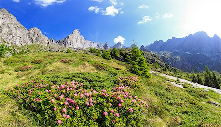 rhododendron - Blossoming rhododendrons in Torrone Valley, Valmasino, Valtellina, Lombardy, Italy, Europe Foto de stock - Sin royalties Premium, Código: 6119-09127081