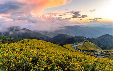 Dramatic sunset and fields of yellow Mexican sunflowers in bloom across hillsides in Mae Hong Son Province, Northern Thailand, Southeast Asia, Asia Foto de stock - Sin royalties Premium, Código: 6119-09127085