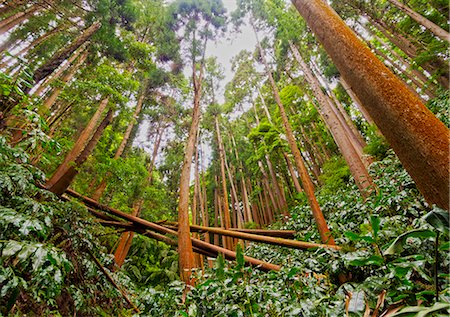 Forest near Furnas, Sao Miguel Island, Azores, Portugal, Atlantic, Europe Stock Photo - Premium Royalty-Free, Code: 6119-09127002