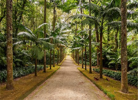 park and trees - Terra Nostra Park, Furnas, Sao Miguel Island, Azores, Portugal, Atlantic, Europe Stock Photo - Premium Royalty-Free, Code: 6119-09127006