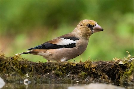 A hawfinch (Coccothraustes coccothraustes), Slovenia, Europe Stock Photo - Premium Royalty-Free, Code: 6119-09127107