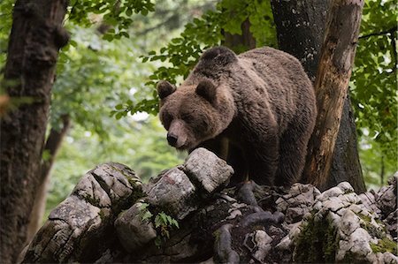 eurasian brown bear - A European brown bear (Ursus arctos) in the Notranjska forest, Slovenia, Europe Stock Photo - Premium Royalty-Free, Code: 6119-09127111