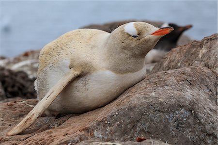 Rare leucistic gentoo penguin (Pygoscelis papua), Gonzalez Videla Station, Waterboat Point, Paradise Bay, Antarctica, Polar Regions Stock Photo - Premium Royalty-Free, Code: 6119-09134741