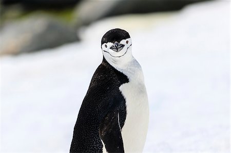 pingüim-antártico - Chinstrap penguin (Pygoscelis antarcticus) in the snow, Half Moon Island, South Shetland Islands, Antarctica, Polar Regions Foto de stock - Royalty Free Premium, Número: 6119-09134737