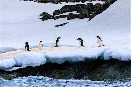 penguins - Chinstrap (Pygoscelis antarcticus) and Adelie Penguins (Pygoscelis adeliae), Torgersen Island, Antarctic Peninsula, Antarctica, Polar Regions Stock Photo - Premium Royalty-Free, Code: 6119-09134736