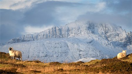 escarpement - Mountain sheep in winter, Isle of Skye, Inner Hebrides, Scotland, United Kingdom, Europe Photographie de stock - Premium Libres de Droits, Code: 6119-09134802