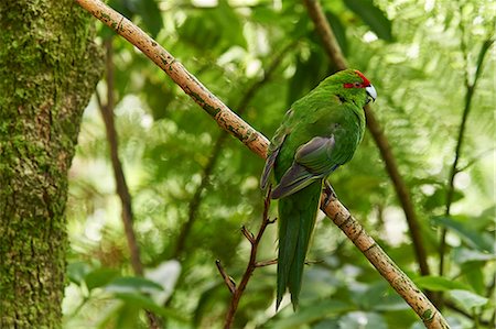 A friendly Red-crowned parakeet in thick bush near Otorohanga, Waikato region, North Island, New Zealand, Pacific Photographie de stock - Premium Libres de Droits, Code: 6119-09134928