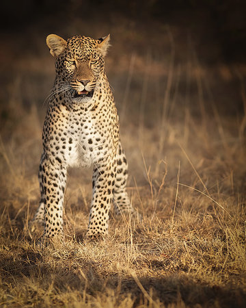simsearch:6119-08351193,k - Female leopard hunting in the Masai Mara, Kenya, East Africa, Africa Foto de stock - Sin royalties Premium, Código: 6119-09253085