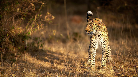 simsearch:6119-09101758,k - Female leopard hunting in the Masai Mara, Kenya, East Africa, Africa Fotografie stock - Premium Royalty-Free, Codice: 6119-09253086