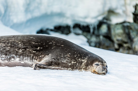 simsearch:6119-07780981,k - Antarctic fur seal chillin' on the ice in Antarctica, Polar Regions Foto de stock - Sin royalties Premium, Código: 6119-09253108