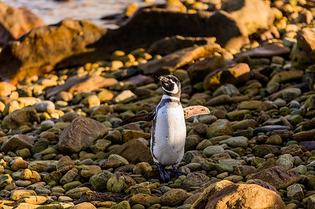 Magellan (Megallanic) Penguin roaming around New Island, Falkland Islands, South America Foto de stock - Sin royalties Premium, Código: 6119-09253116
