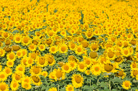 Sunflower field in Burgenland, Austria, Europe Foto de stock - Sin royalties Premium, Código: 6119-09253125