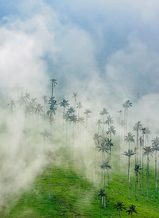 salento - Wax Palms (Ceroxylon quindiuense), Cocora Valley, Salento, Quindio Department, Colombia, South America Fotografie stock - Premium Royalty-Free, Codice: 6119-09253243