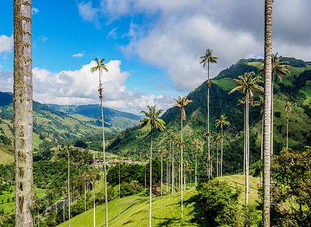 salento - Wax Palms (Ceroxylon quindiuense), Cocora Valley, Salento, Quindio Department, Colombia, South America Fotografie stock - Premium Royalty-Free, Codice: 6119-09253240