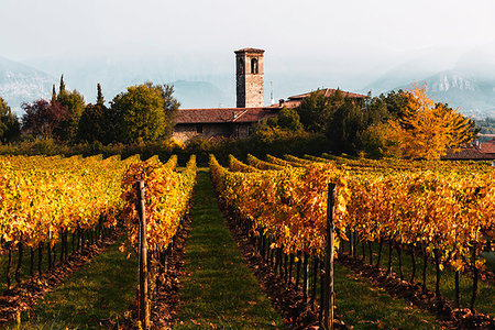 simsearch:6119-09252910,k - Vineyard during autumn in Franciacorta, Italy, Europe Photographie de stock - Premium Libres de Droits, Code: 6119-09253340