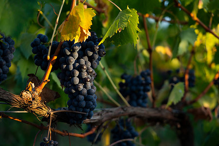 Grapevine at sunset in Montefalco, Italy, Europe Photographie de stock - Premium Libres de Droits, Code: 6119-09253305