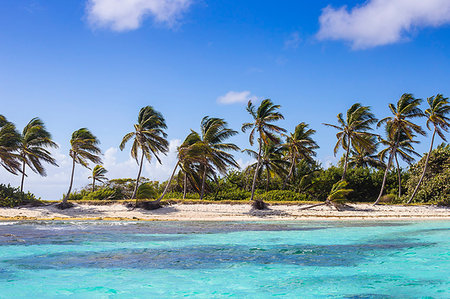 Petit Tabac, Tobago Cays, The Grenadines, St. Vincent and The Grenadines, West Indies, Caribbean, Central America Stock Photo - Premium Royalty-Free, Code: 6119-09202759