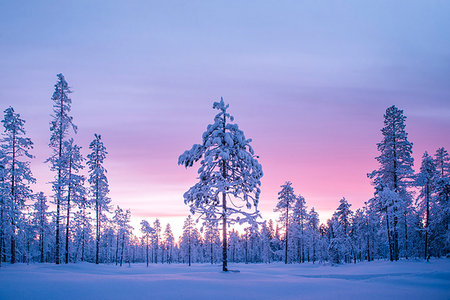 simsearch:6119-09170077,k - Snow covered winter landscape at sunrise, Lapland, Pallas-Yllastunturi National Park, Lapland, Finland, Europe Stock Photo - Premium Royalty-Free, Code: 6119-09202793