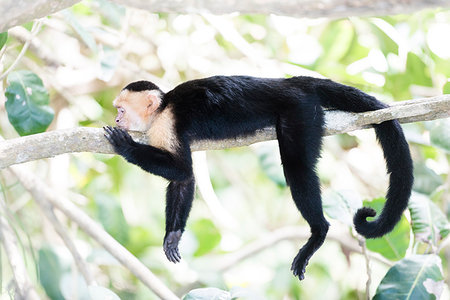 White-faced Capuchin (Cebus capucinus) by Manuel Antonio Beach, Manuel Antonio National Park, Costa Rica, Central America Foto de stock - Sin royalties Premium, Código: 6119-09202855