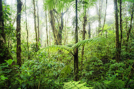 simsearch:6119-07744551,k - Monteverde Cloud Forest Reserve, Puntarenas, Costa Rica, Central America Stock Photo - Premium Royalty-Free, Code: 6119-09202858