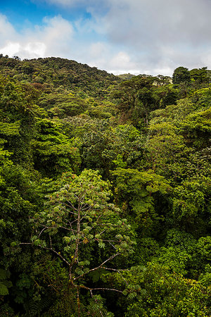 simsearch:6119-07744551,k - Monteverde Cloud Forest Reserve, seen from Selvatura Treetop hanging bridges, Costa Rica, Central America Stock Photo - Premium Royalty-Free, Code: 6119-09202862