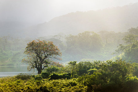 Rainforest landscape at sunrise, Arenal Volcano National Park, Alajuela Province, Costa Rica, Central America Stockbilder - Premium RF Lizenzfrei, Bildnummer: 6119-09202871