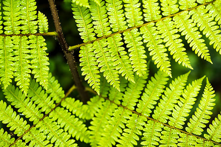 simsearch:6119-08267225,k - Close up detail of a fern in the rainforest in Arenal Volcano National Park, Alajuela Province, Costa Rica, Central America Foto de stock - Sin royalties Premium, Código: 6119-09202878