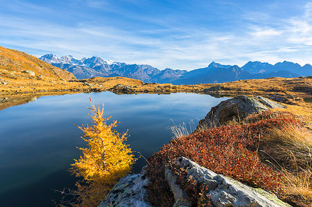 simsearch:6119-09126934,k - Bernina Group and Pizzo Scalino seen from Lago Arcoglio surrounded by yellow larches, Valmalenco, Valtellina, Lombardy, Italy, Europe Foto de stock - Sin royalties Premium, Código: 6119-09202983